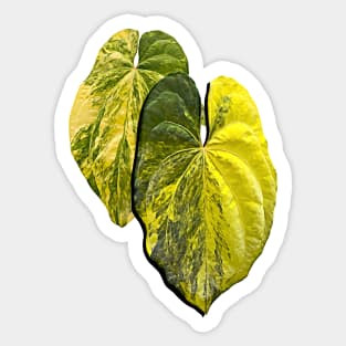 ANTHURIUM ACE OF SPADES VARIEGATED Sticker